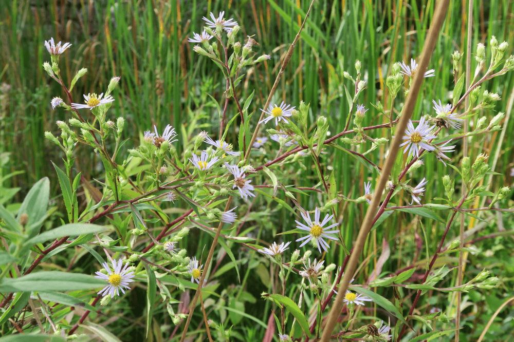 Sumpf Aster im Herbst 2022